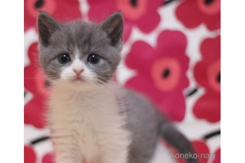 成約済の東京都のマンチカン-71498